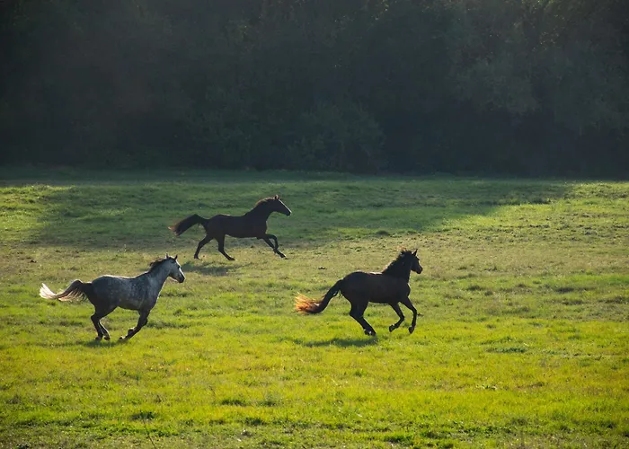 Domaine De Prim' - D'hotes Panzió 3*